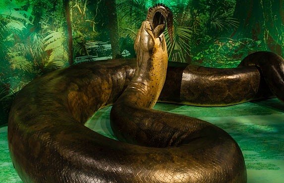Největší had na světě žil před 60 miliony lety. Uměl ulovit i krokodýla. Víme, jak vypadal