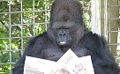 Gorila, která se naučila mluvit
