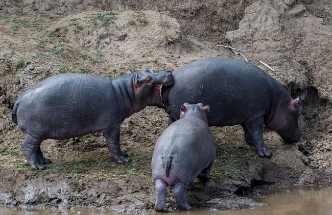 Hroch v keňské rezervaci Maasai Mara si chce ukousnout víc, než dokáže spolknout.