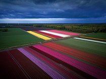 Dnes patří mezi největší exportéry těchto květin na světě. Tulipány se pěstují především v provincii Severní Holandsko, v tzv. Bollenstreeku, kde je pro ně příhodné klima i půda.