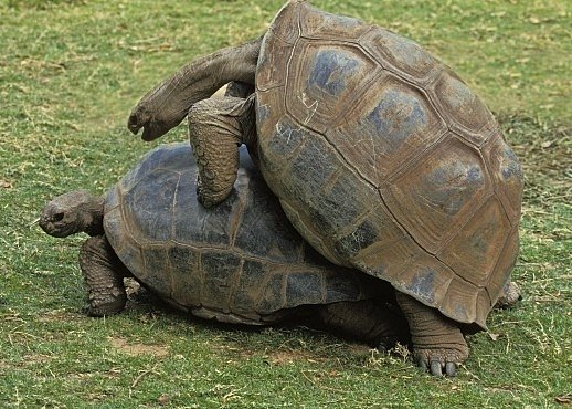 Romeo a Julie pravěku: Želvy, které zemřely při aktu lásky. Před 47 miliony lety