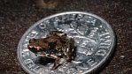Nejmenší žába světa měří jen 7 milimetrů