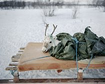Pro jednoho ze sobů byla cesta příliš těžká. Pastevec si mrtvolu mláděte přivázal na saně za sněžný skútr. FOTO: Erika Larsen pro National Geographic