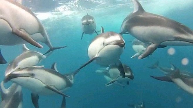 VIDEO: Delfíni v akci. Ohromující záběry podvodní kamery