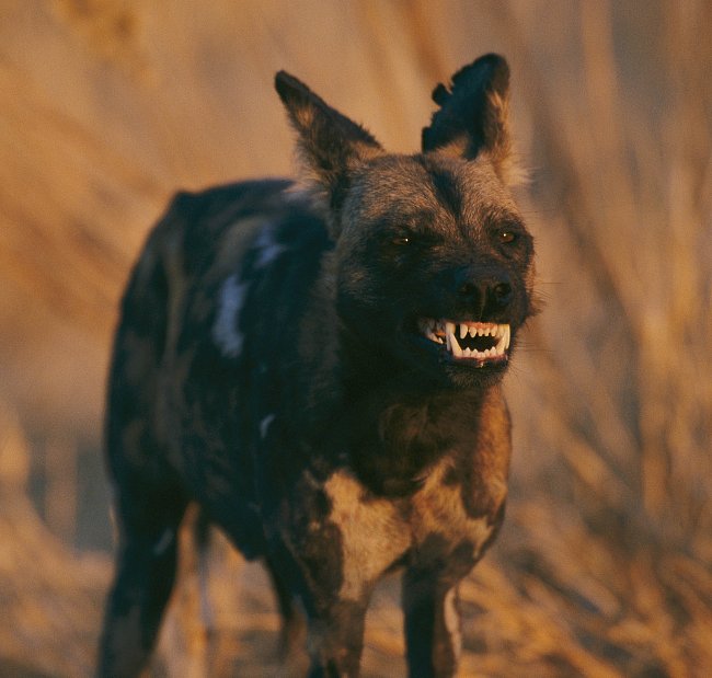 Divoký pes v Africe. Loví ve smečkách a většinou až po setmění.
