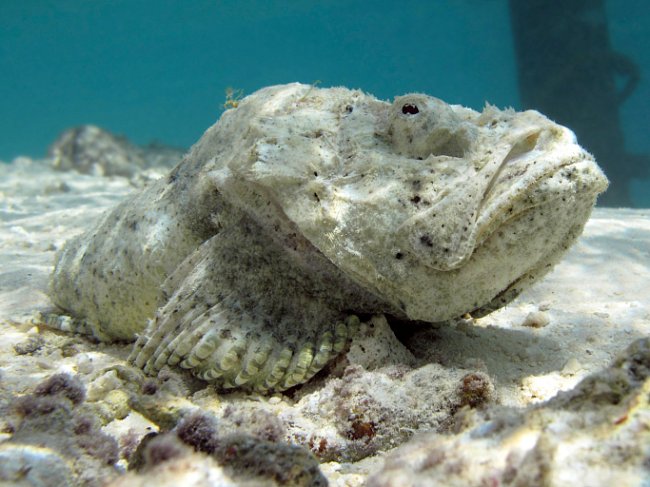 Ropušnice ďábelská (Maledivy) je ďábelsky rafinovaná, říká se jí také stonefish (kamenná ryba)...