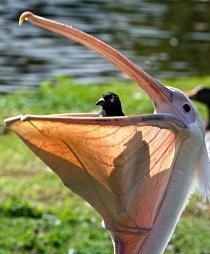 Tato fotografie vznikla v jednom z londýnských parků, St James. Pelikán si právě dával k obědu holuba.  