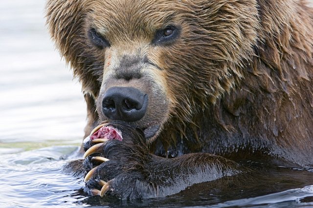 Brown Bear (Ursus arctos) eating salmon, Kamchatka, Russia