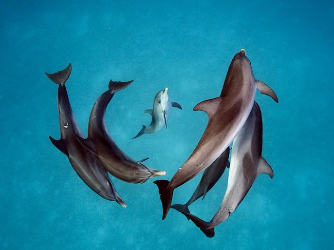 V průzračné vodě na sever od Baham plave hejno delfínů. Zdejší populace delfínu, její tři generace s celkem přibližně třemi sty jedinců, byla 30 let předmětem studia pod vedením Denise Herzingové.