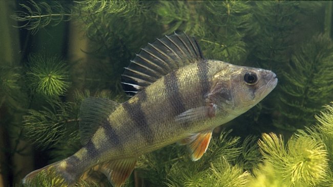 Stopy léků proti úzkosti mění v řekách způsob chování ryb