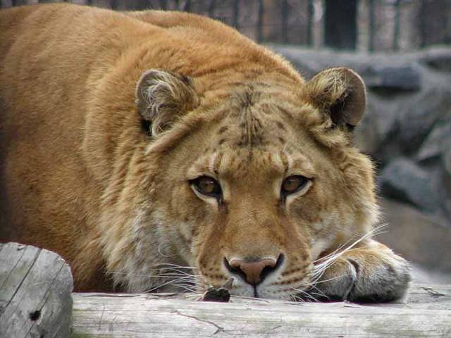 Samice ligera se jménem Lyra v novosibiřské zoo. Ochránci zvířat, a nejen ti, křížení druhů \"jen pro zábavu\" z mnoha důvodů kritizují
