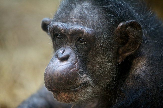 Šimpanzici Coco je kolem 60 let. V přírodě by se dožila sotva 40 let. Zdroj: Oregon Zoo