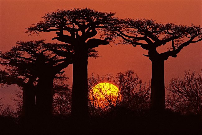 Baobab dokáže uvnitř kmene zadržovat velké množství vody (až 100 litrů), čehož často využívají sloni, kteří z nich pijí..