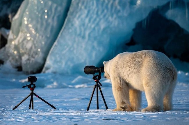 Na norských Špicberkách se role obrátily. Lední medvěd zkouší své fotografické dovednosti.