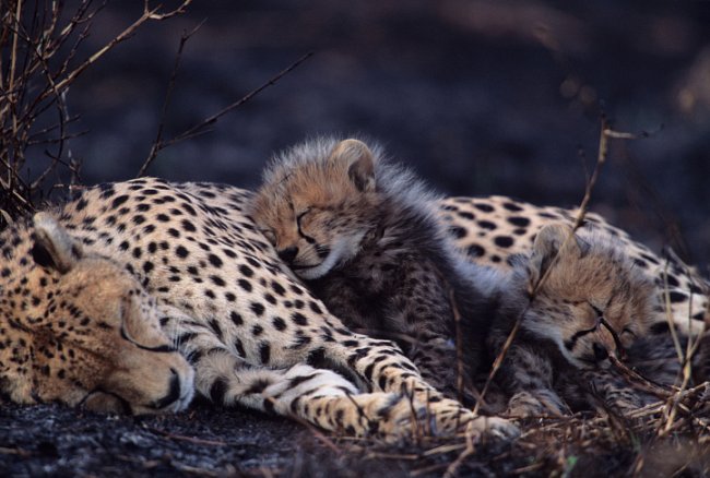 Samice geparda obvykle vrhne 1-3 mláďata. Mortalita je velmi vysoká (přežije kolem 5 %), především kvůli lvům, hyenám a paviánům -  malí gepardi nejčastěji skončí právě na jejich jídelníčku. Matky své