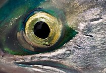 Losos je dravec. Navíc velmi mrštný a vytrvalý - během migrace urazí až 4000 km a překonat bariéry, které jsou až 3 metry vysoké. Více než na oči se však spoléhá na svůj extrémně vyvinutý čich, díky němuž dokáže rozpoznat látky obsažené ve vodě.