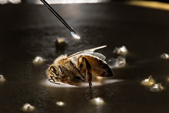 V experimentu Louisiana State University a amerického ministerstva zemědělství se pomocí injekční stříkačky vkládá na včelu uspanou v papírové misce drobná kapka fenotrinu, aby se vyzkoušely účinky silného insekticidu. 