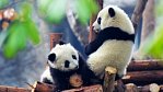 Pandy ON-LINE: Sledujte tři batolata přímo z Číny