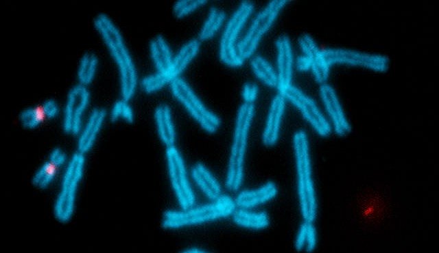 Kde se vzal chromozom X? Stopy vedou k obojživelníkům