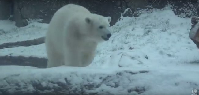 Lední medvědice Nora z oregonské ZOO si sníh naplno užívá.