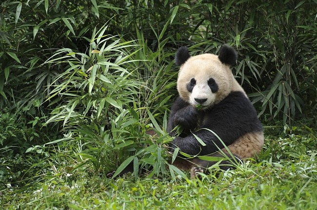 Panda velká patří k zranitelným druhům - nebezpečí se zvyšuje s postupujícím narušováním jejích přirozených lokalit a velmi slabou porodností.