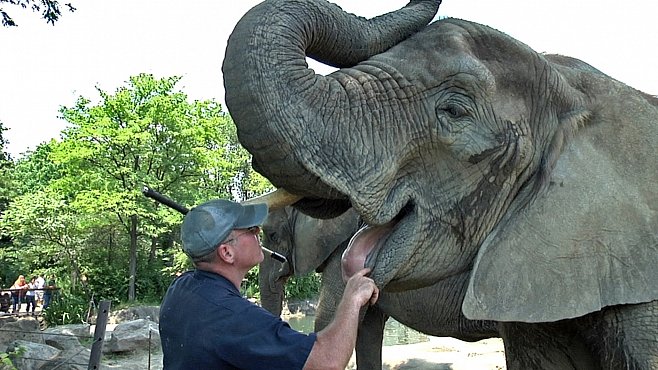 VIDEO: Jak se spřátelit se slony - největšími suchozemskými savci?