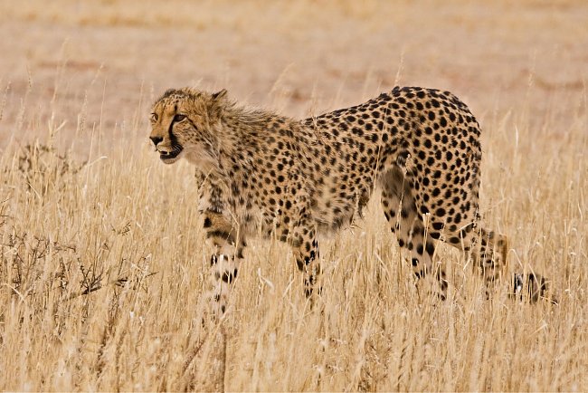 Stavbou těla se gepardi podobají chrtům