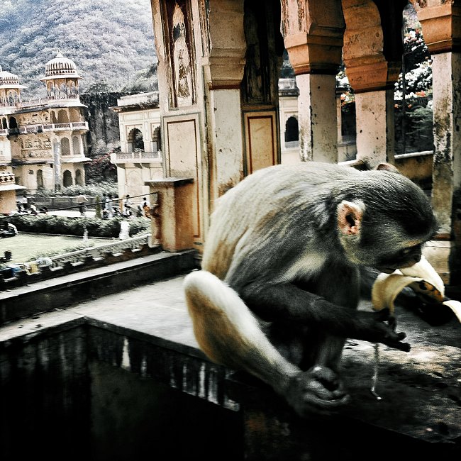 Chrámy, pavilony a svaté nádrže slouží jako útočiště i koupaliště pro místní opice hulmany, které jsou zasvěcené opičímu bohu Hanumanovi.