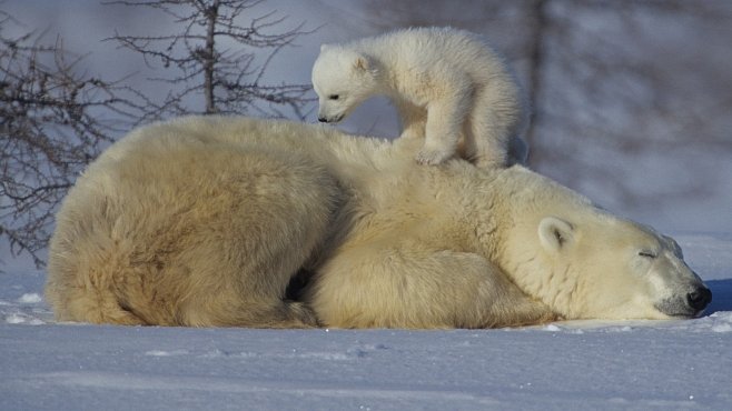 VIDEO: Medvědi bojují o život. Exkluzivní záběry grizzlyho, baribala nebo ledního medvěda