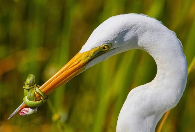 Na fotografii z kategorie chování ptáků zápasí volavka bílá se zeleným hadem ve floridském parku Everglades.