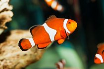 Clownfish XXL