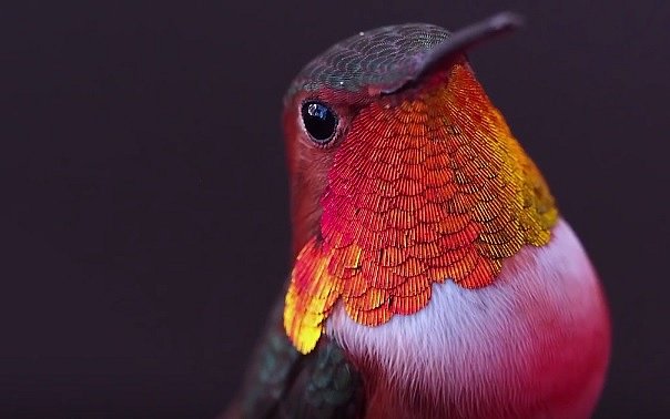 V současné době známe až 340 druhů kolibříků.