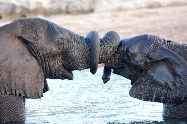 Zde je zachycen sloní polibek v africké Botswaně. 