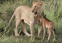 Přátelství mezi lvem a antilopou?
