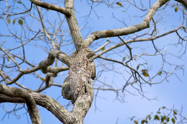 Potu velký, který se z našich ptáků nejvíc podobá lelkovi, není na stromě v Brazílii skoro vidět.
