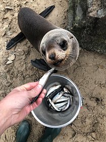 Po příjezdu do nizozemského Safariparku Beekse Bergen se Nelson s chutí pustil do svých oblíbených ryb.