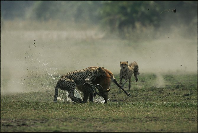 Antilopa vs. gepardi II
