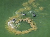 Delfíni skákaví ve Floridském průlivu si osvojili jedinečnou  metodu lovu parmic: obklopí je clonou zvířeného bahna. Jakmile ryby začnou skákat přes kruhy vody znečištěné bahnem,  přistanou v otevřené tlamě ostatních vyčkávajících delfínů. 