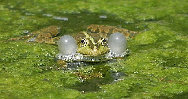 Samci žab se snaží nalákat partnerku hlasitou zvukovou produkcí. 