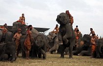 V thajské provincii Surin se sloního festivalu účastní několik stovek slonů.