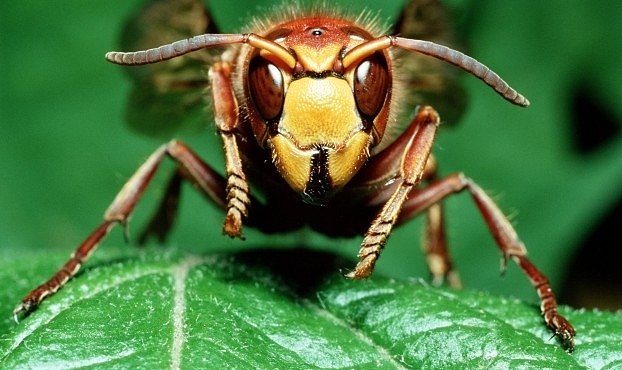Deset nejbolestivějších bodnutí v říši hmyzu. Vědec je otestoval na vlastní kůži