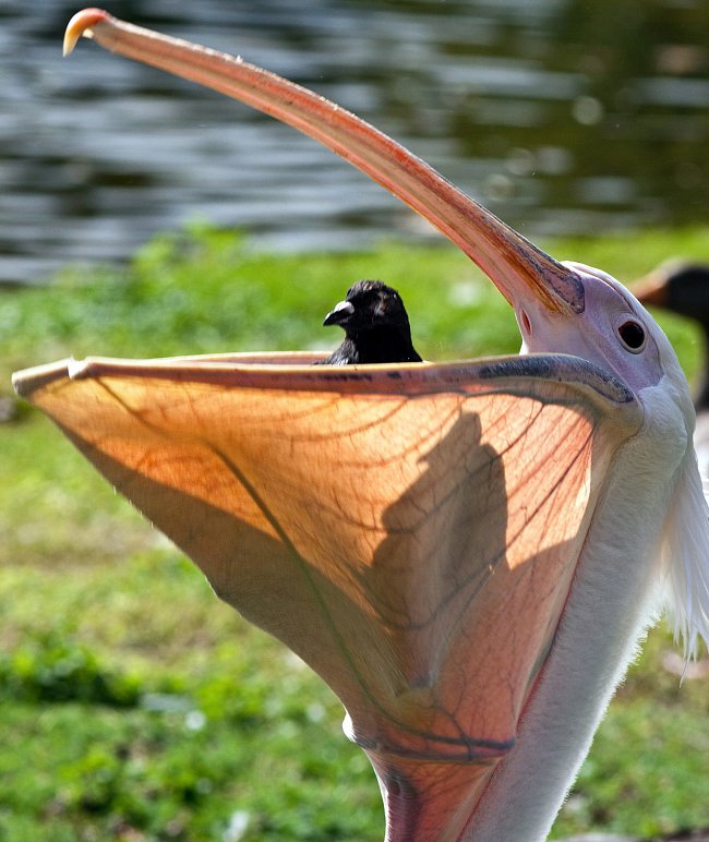 Tato fotografie vznikla v jednom z londýnských parků, St James. Pelikán si právě dával k obědu holuba.  