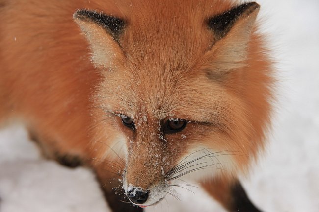 Liška obecná (Vulpes vulpes) je dnes rozšířena po celé Euroasii, Severní Ameriku a severní Afriku.