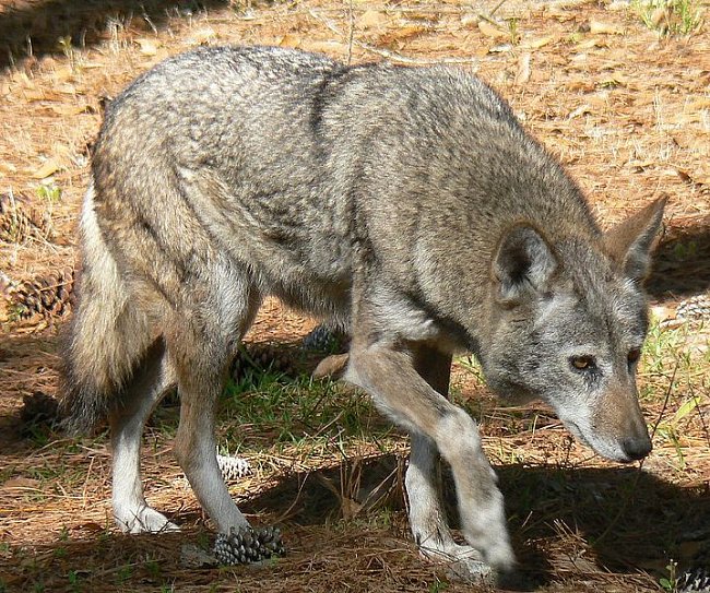 Křížením vlka obecného a kojota vznikl nový druh - vlk rudohnědý (