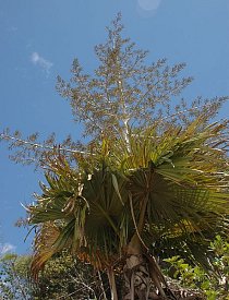 Palma kvetoucí jednou za život (Tahina spectabilis) roset na Madagaskaru. 