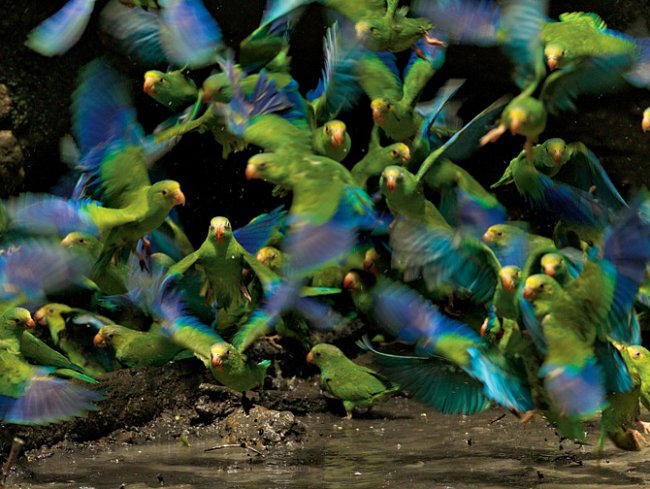 Papoušci s kobaltovými křídly se shlukují u tůňky. Vědci identifikovali v parku téměř 600 druhů ptáků. Hmyz je tak rozmanitý, že na ploše jediného hektaru může být až 100 000 druhů.