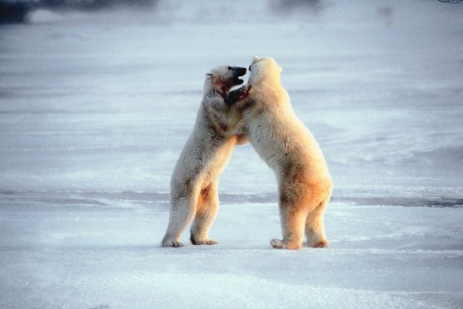 Souboje ledních medvědů mohou být velmi tvrdé a končit i smrtí. 