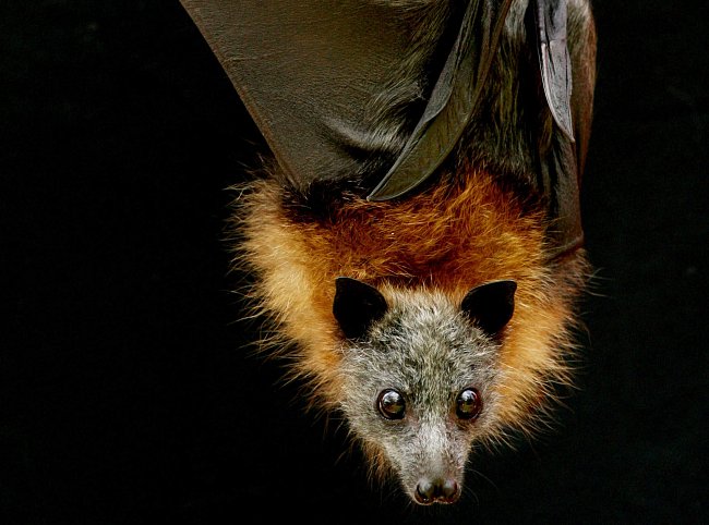 Podle liščího vzhledu a zálibě v ovoci dostali kaloni své jméno (flying fox nebo fruit bat).