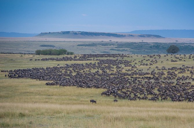 Africká divočina rázem ožije, když se stádo tisíců pakoňů vydá na další ze svých poutí, tentokrát mezi národním parkem Serengeti v Tanzánii a rezervací Masai Mara v Keni.