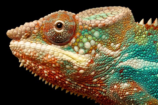 Svoji barvu mění chameleoni podle emocí.